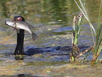 die vangs  Reed Cormorant - Frieda Prinsloo 2013 : frieda